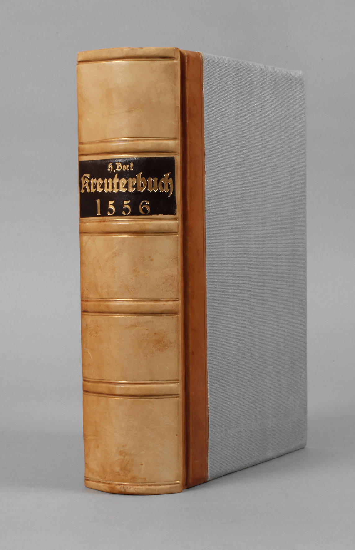 Bocks Kräuterbuch 1556