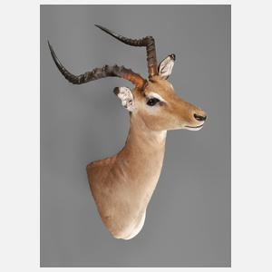 Jagdtrophäe
