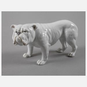 Heubach Lichte Englische Bulldogge