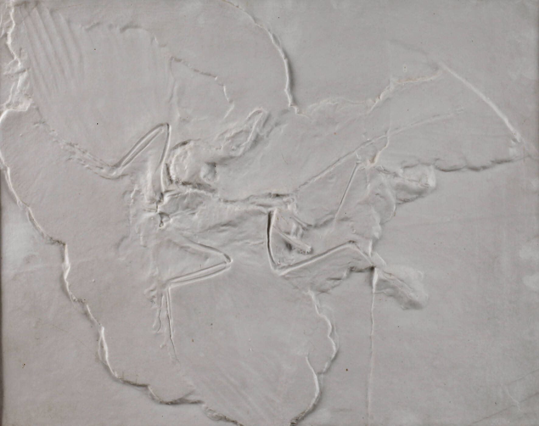 Bildplatte Archaeopteryx