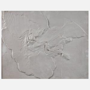 Bildplatte Archaeopteryx