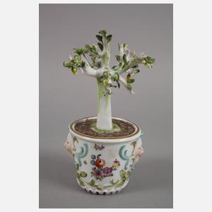 Meissen Cachepot mit Zitronenbäumchen