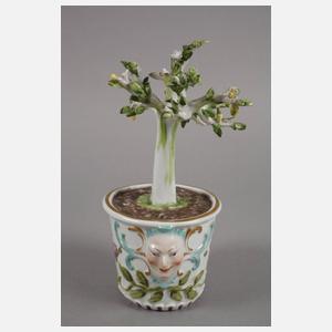 Meissen Cachepot mit Zitronenbäumchen