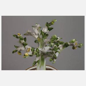 Meissen Cachepot mit Zitronenbäumchen