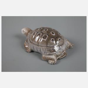 Rosenthal Schildkröte