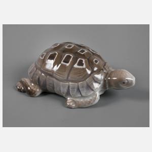 Rosenthal Schildkröte