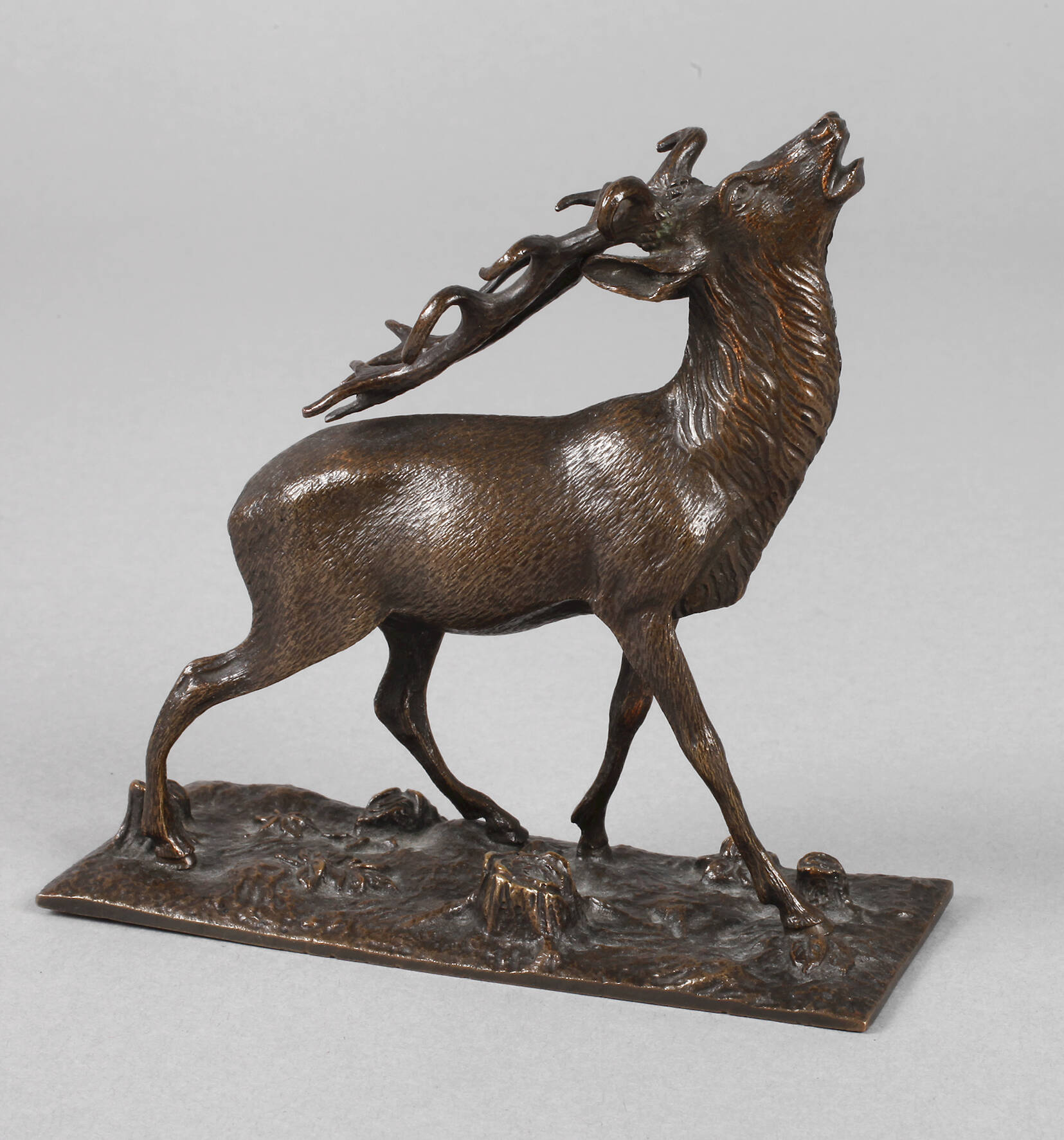 Kleiner röhrender Hirsch