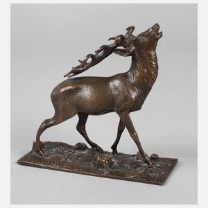 Kleiner röhrender Hirsch