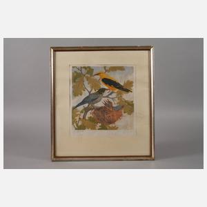 Bachmann, Pirolpärchen am Nest