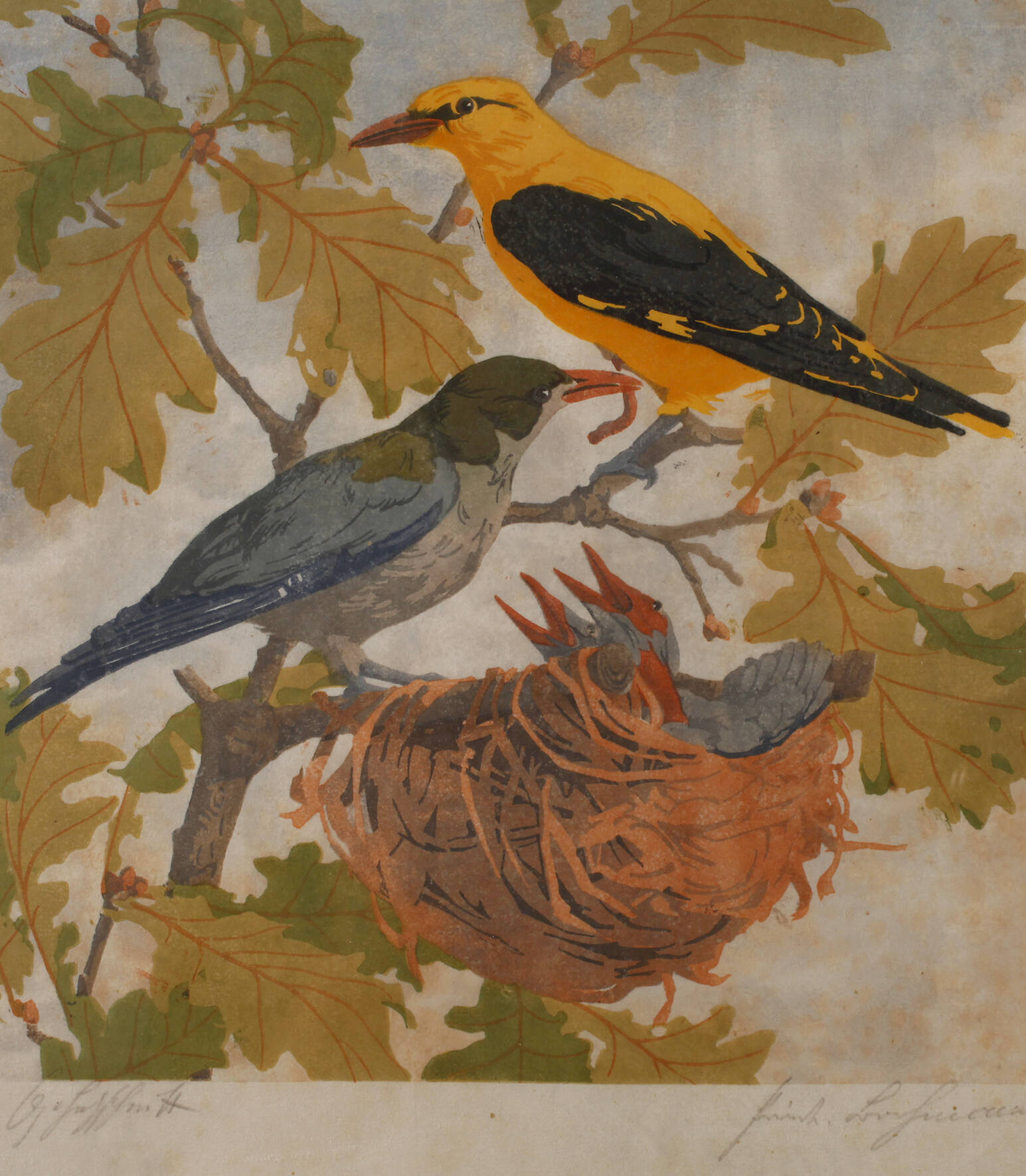 Bachmann, Pirolpärchen am Nest