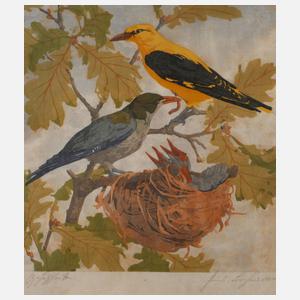 Bachmann, Pirolpärchen am Nest