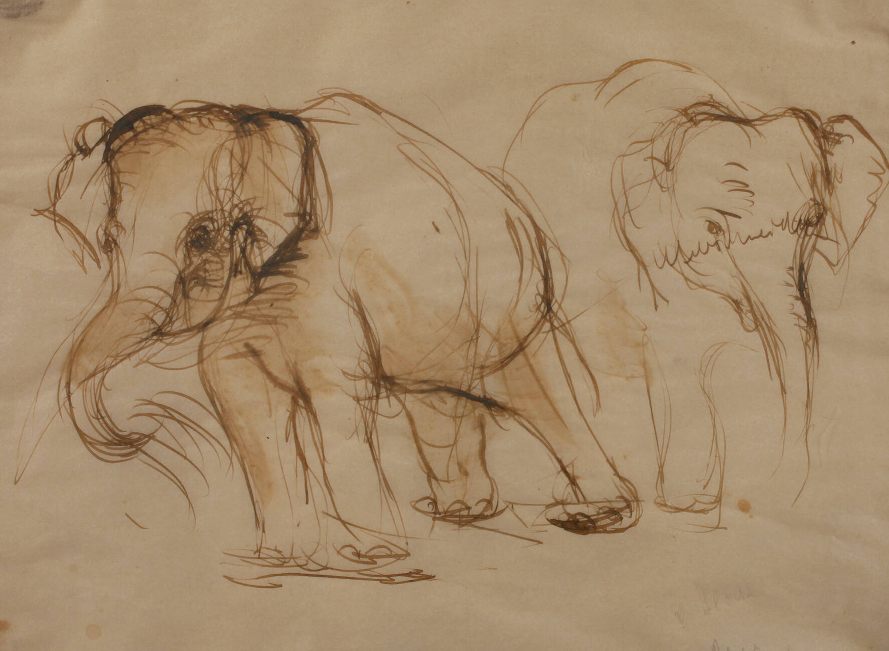Adelaid von Block-Quast, Tierstudie mit Elefanten