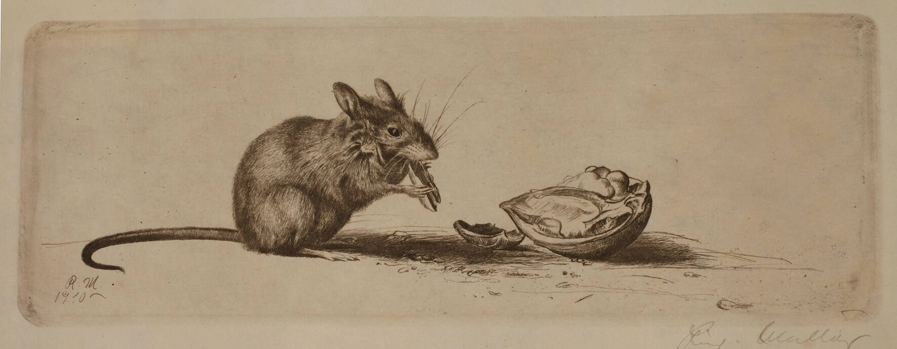 Prof. Richard Müller, "Maus und Nuß"