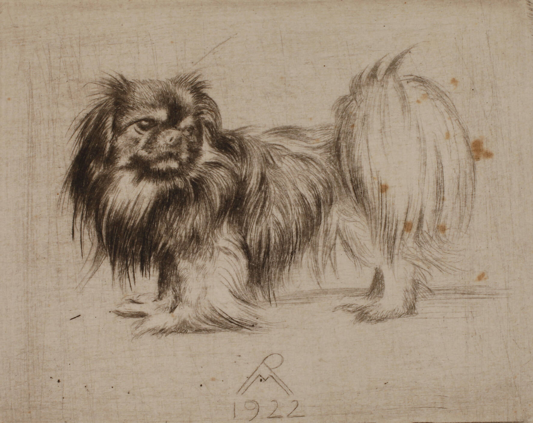 Prof. Richard Müller, "Pekinese"