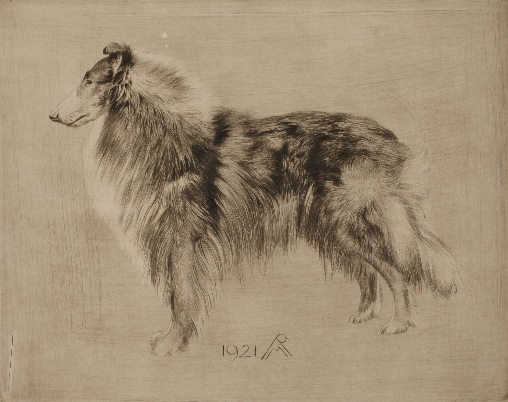 Prof. Richard Müller, "Schottischer Schäferhund"