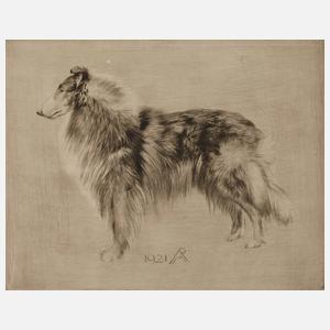 Prof. Richard Müller, "Schottischer Schäferhund"