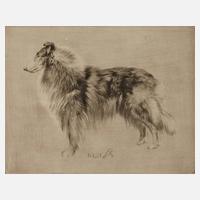 Prof. Richard Müller, "Schottischer Schäferhund"111