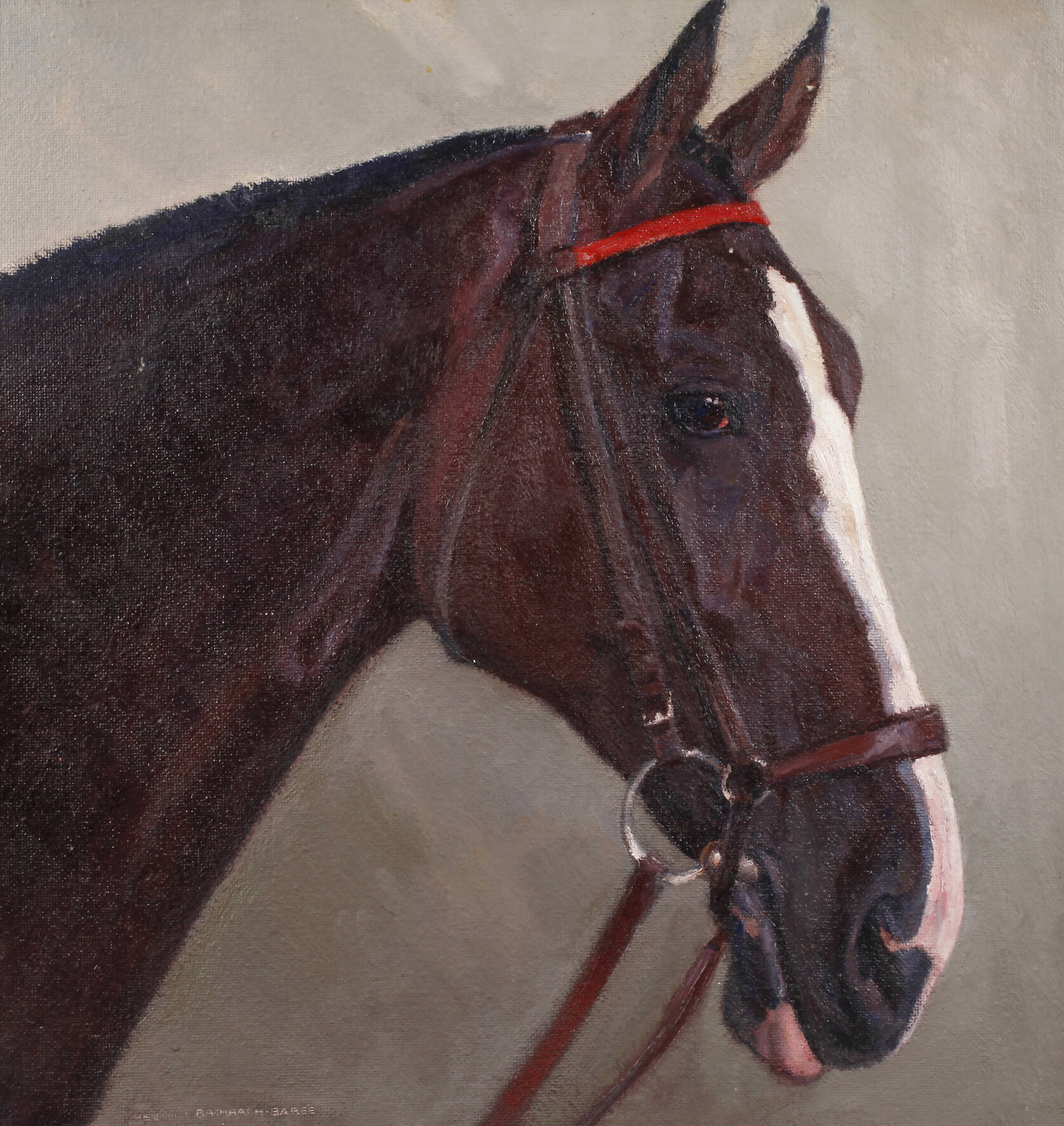 Hellmut Bachrach-Barée, „Kopf eines Reitpferdes“