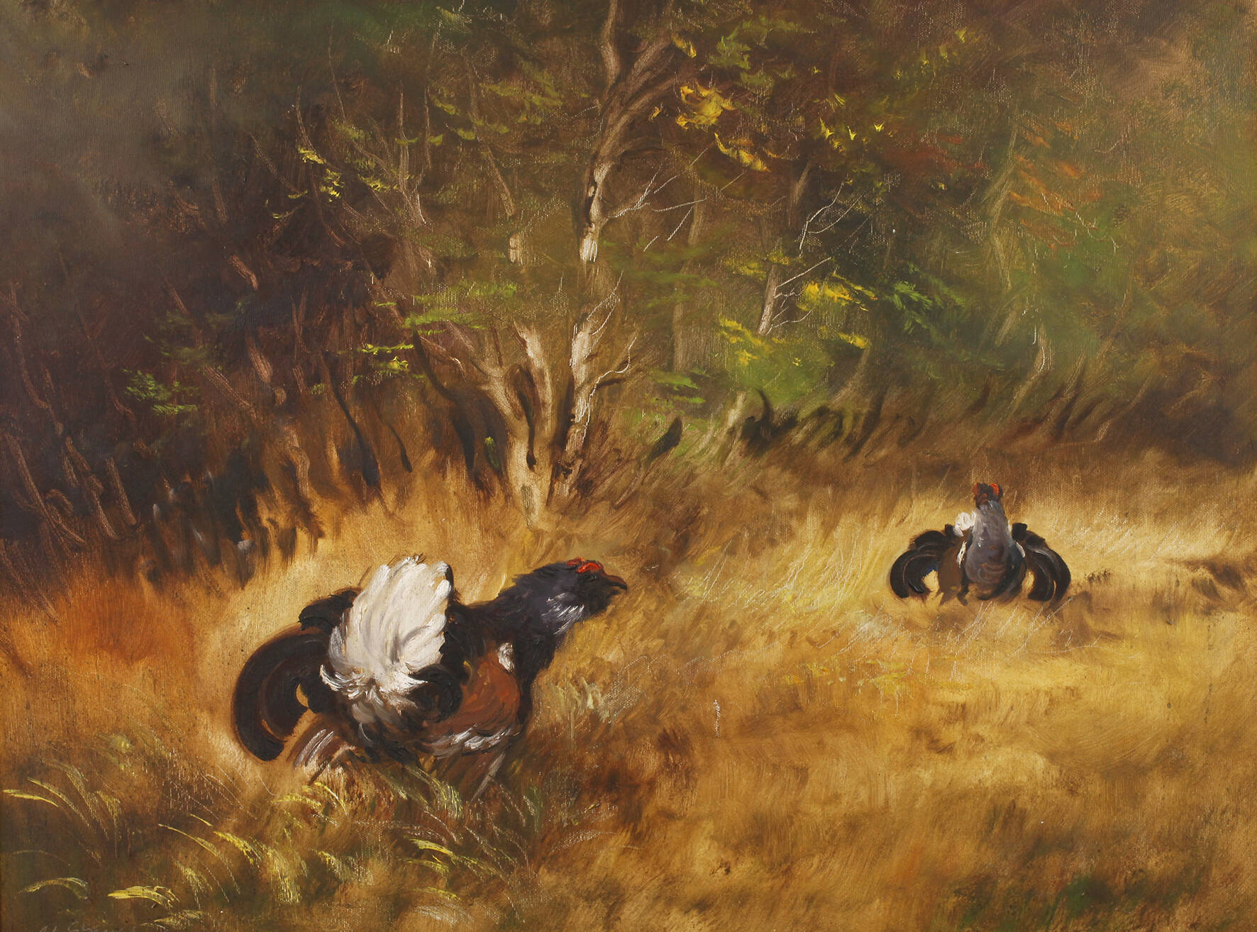 W. Strunz, Balzende Auerhähne