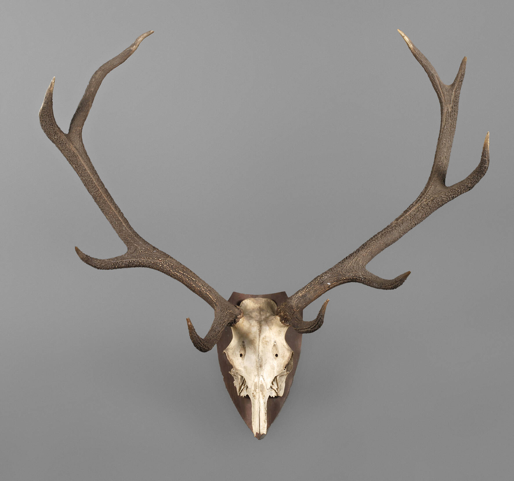 Kapitale Jagdtrophäe