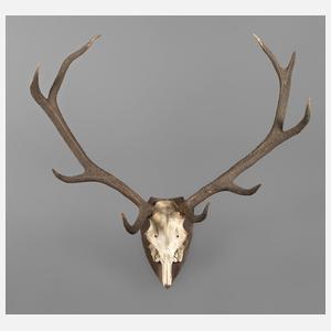 Kapitale Jagdtrophäe