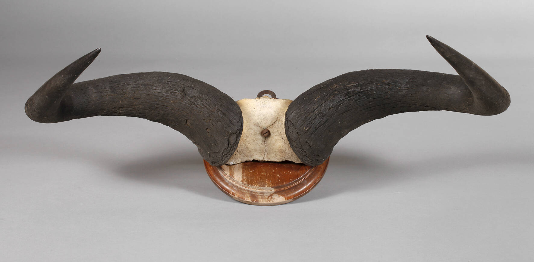 Kapitale Jagdtrophäe