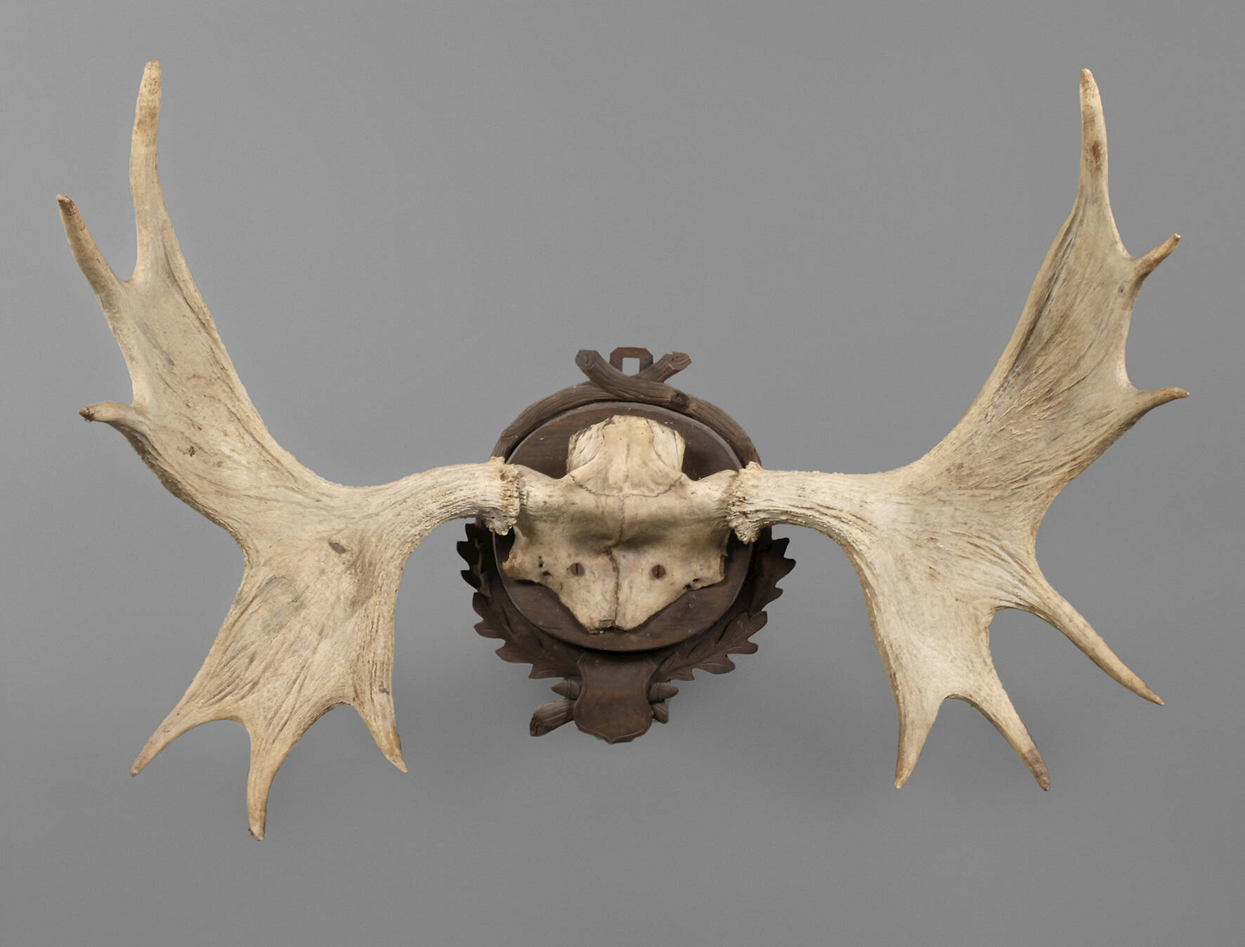Kapitale Jagdtrophäe
