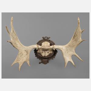 Kapitale Jagdtrophäe