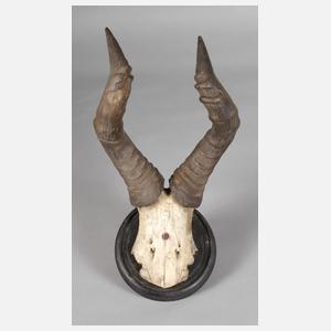 Jagdtrophäe