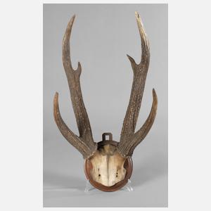 Jagdtrophäe