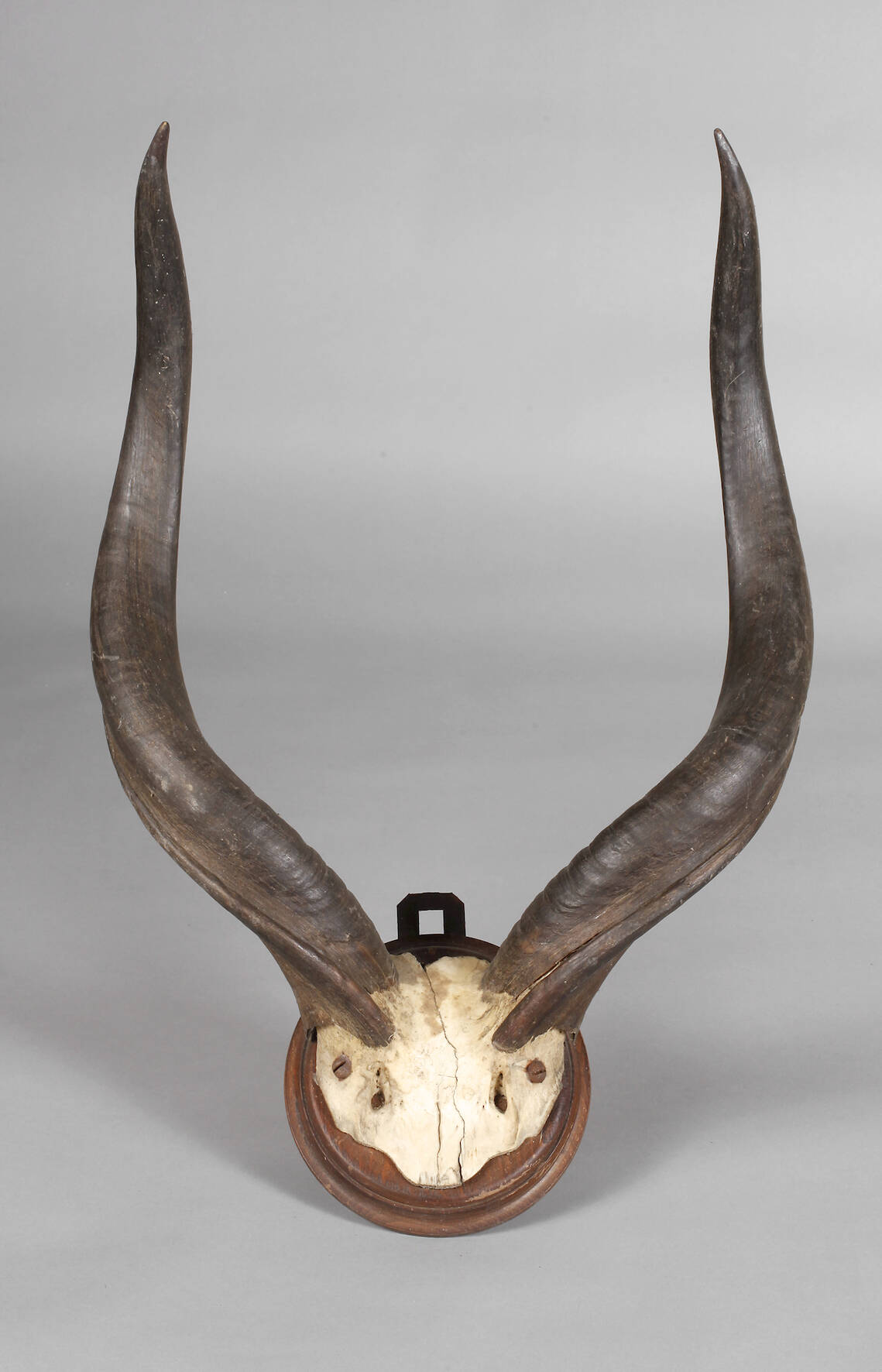 Kapitale Jagdtrophäe