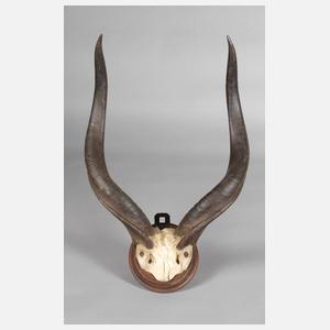 Kapitale Jagdtrophäe
