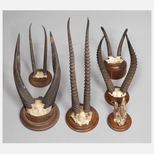 Konvolut Jagdtrophäen