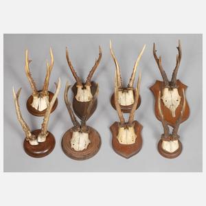 Konvolut Jagdtrophäen