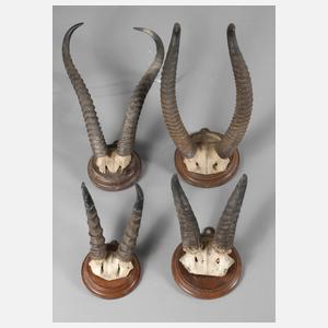 Vier Jagdtrophäen