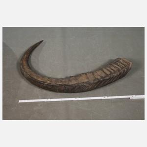 Paar riesige kaukasische Steinbockhörner