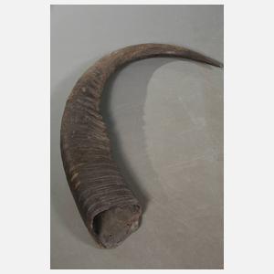 Paar riesige kaukasische Steinbockhörner