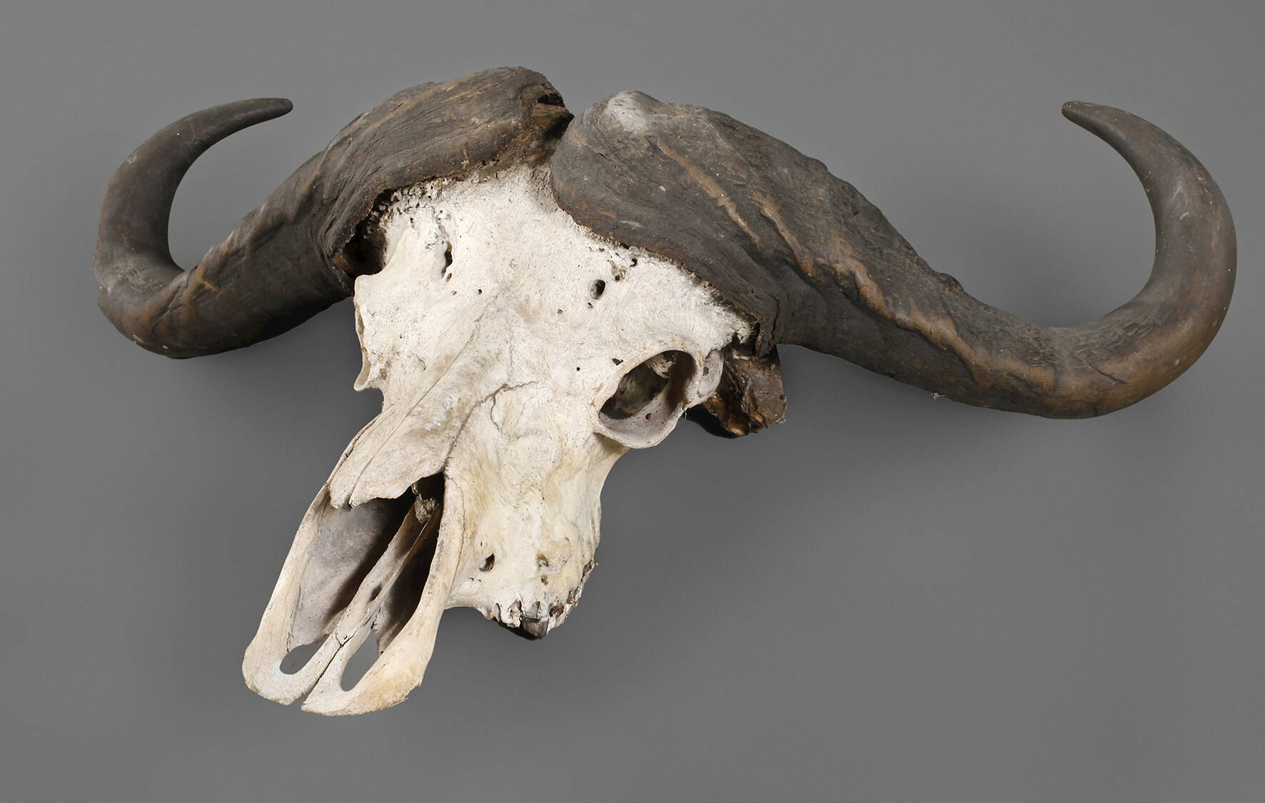 Übergroße Jagdtrophäe