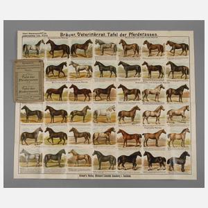 Grasers Tafel der Pferderassen