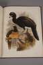 Zwei Bücher Vogelkunde