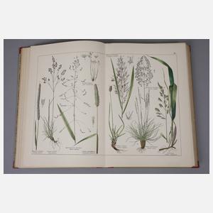 Naturgeschichte des Pflanzenreichs
