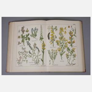 Naturgeschichte des Pflanzenreichs