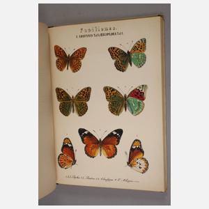 Abbildung und Beschreibung