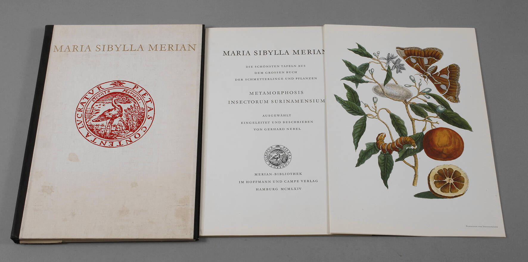 Maria Sibylla Merian
