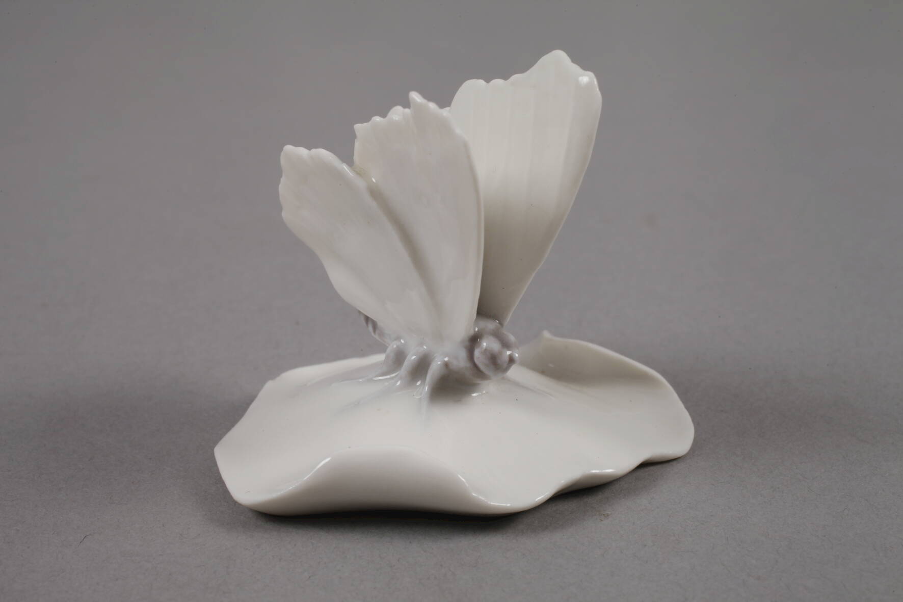 Kopenhagen Schnecke und Schmetterling