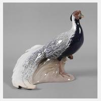 Kopenhagen Silberfasan111