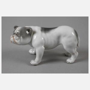 Heubach Lichte Englische Bulldogge