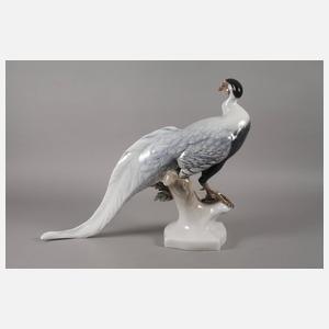 Rosenthal lebensgroßer Silberfasan