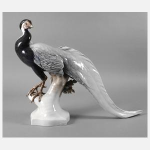 Rosenthal lebensgroßer Silberfasan