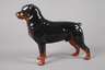Rosenthal Rottweiler